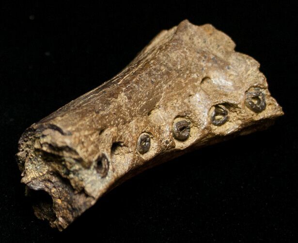 Leidyosuchus (Crocodilian) Jaw Section - Hell Creek #8675